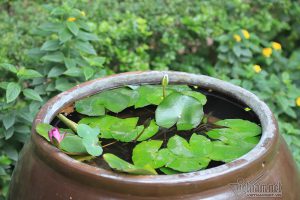 Làm dâu nhà giàu những tưởng chị Hoa sẽ có cuộc sống hạnh phúc nhưng không ngờ là chuỗi dài bi kịch.