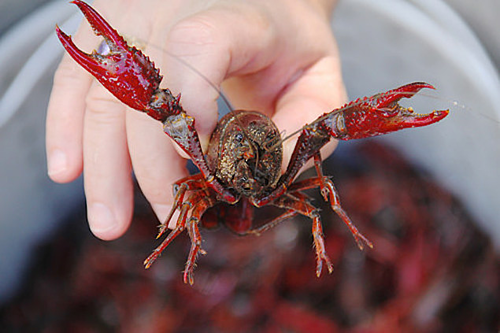 Tôm hùm đất (Cherax quadricarinatus) bị cấm vận chuyển vào Việt Na