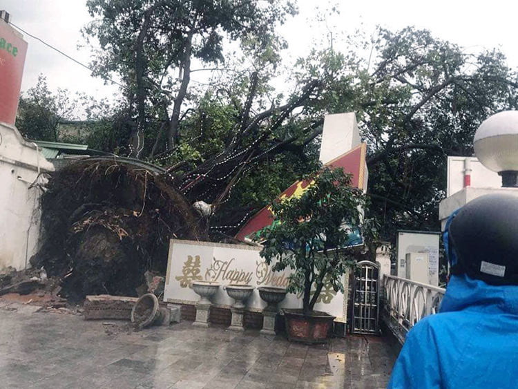 Gốc đa cổ thụ trên phố Phạm Ngọc Thạch bị bật gốc. Ảnh: Tất Định.