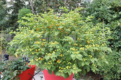 Giống ớt charapita được trồng ở Việt Nam.