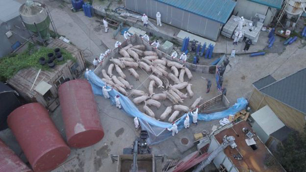 Đàn lợn bệnh tại Hàn Quốc phong tỏa để tiêu hủy. Ảnh: Getty Image