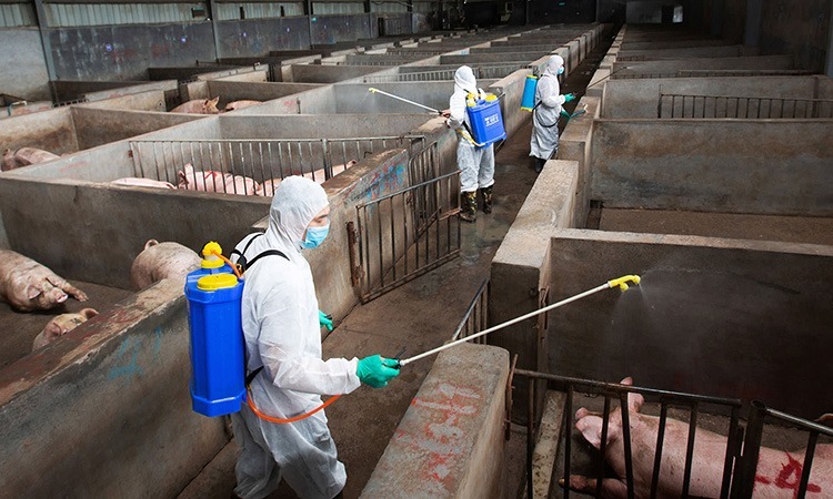 Nhân viên thú y phun thuốc khử trùng cho trang trại lợn ở Kim Hoa, tỉnh Chiết Giang, Trung Quốc. Ảnh: Reuters.