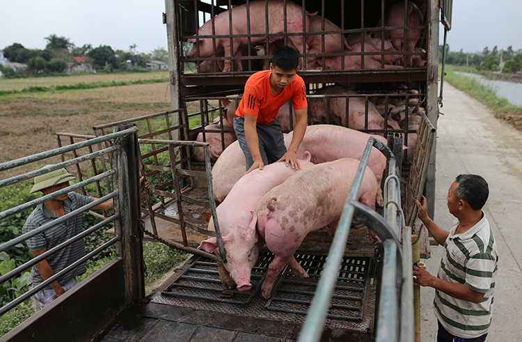 Mua bán lợn ở chợ đầu mối An Nội (Bình Lục, Hà Nam). Ảnh: Tất Định