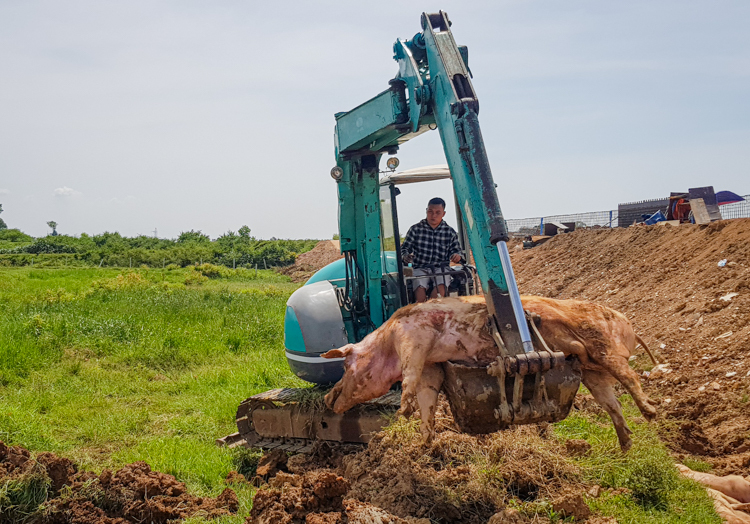 Tiêu hủy lợn bị bệnh tả châu Phi ở xã Thanh Bình (Chương Mỹ, Hà Nội) ngày 29/6. Ảnh: Tất Định.
