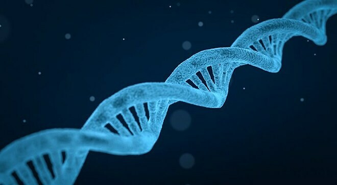 Biến thể gene SYCP2 được cho là nguyên nhân gây vô sinh ở nam giới. Ảnh: New Scientist