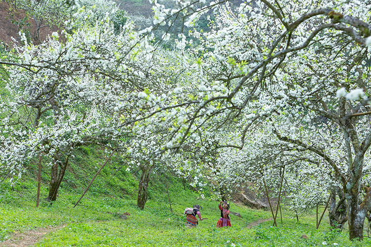 Mùa hoa mận trắng tinh khôi ở Mộc Châu. Ảnh: Vietnam Colors/Shutterstock.