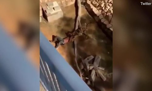 Sống sót sau khi ngã vào chuồng hổ
