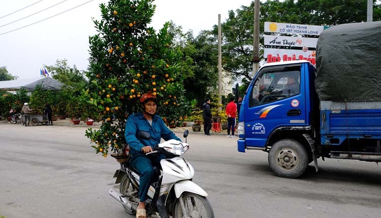 Nghề chở cây thuê dịp Tết ở TP Thanh Hoá có thể kiếm cả triệu mỗi ngày. Ảnh: Lê Hoàng.