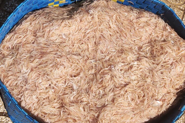 Con ruốc mới đánh bắt vào tươi rói. Ảnh: Việt Quốc