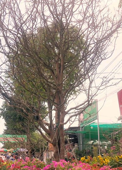 Cây mai được trưng bày ở quận Cái Răng, TP Cần Thơ. Ảnh: An Bình.