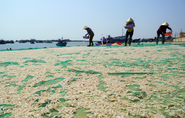 Ruốc được đưa lên bờ, phơi ngay trên bến sông Phú Hài, TP Phan Thiết. Ảnh: Việt Quốc.