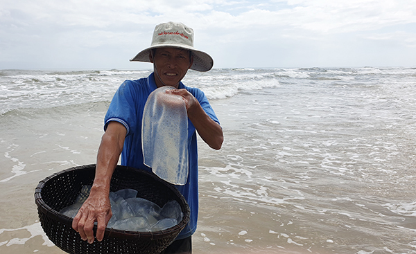 Ông Phạm Nga rửa sứa đem bán giá 10.000 đồng đến 15.000 đồng mỗi kg. Ảnh: Đắc Thành.