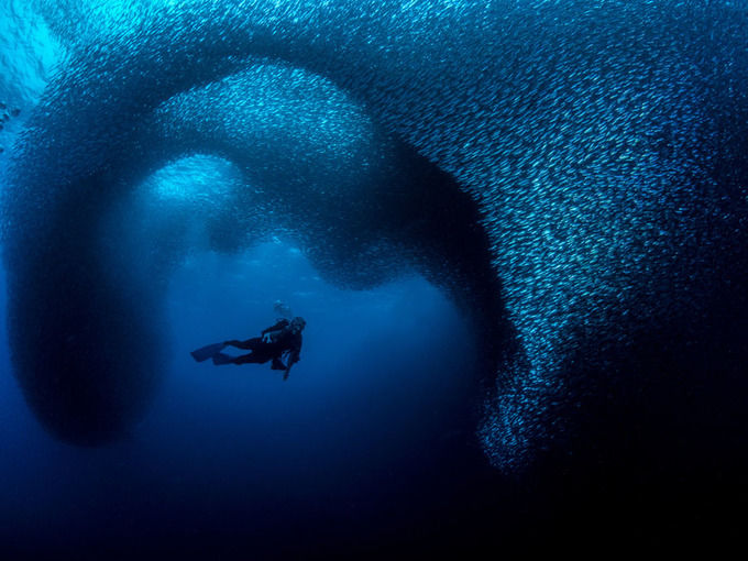 10 ảnh đoạt giải cuộc thi chụp dưới nước