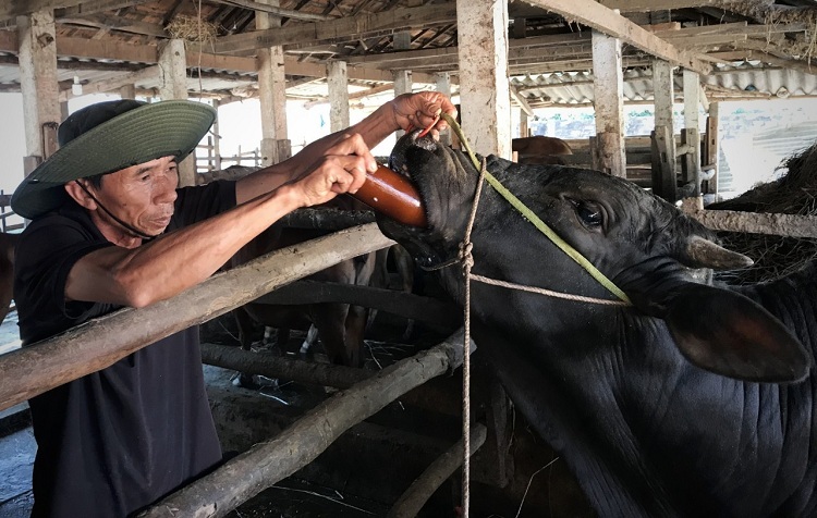 Ông Phạm Minh Khánh dùng chai đút cháo cho bò ăn. Ảnh: Phạm Linh.