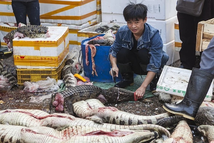 Một người giết mổ cá sấu tại chợ hải sản Huangsha, tỉnh Quảng Châu. Ảnh: EPA