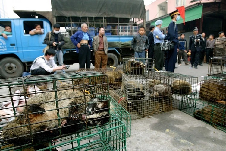 Cầy hương được bày bán tại một chợ ở Quảng Châu năm 2004. Ảnh: SCMP