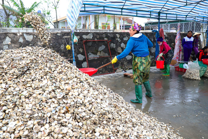 Ngao chết trắng đầm