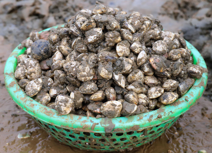 Ngao chết trắng đầm