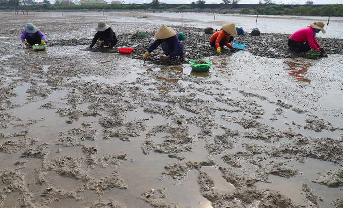 Ngao chết trắng đầm