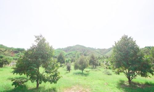Trà Ngọc Hằng mua nông trại 7,5 hecta