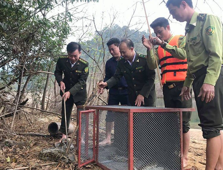 Nhà chức trách mở lồng sắt thả trăn về rừng. Ảnh: Gia Hân