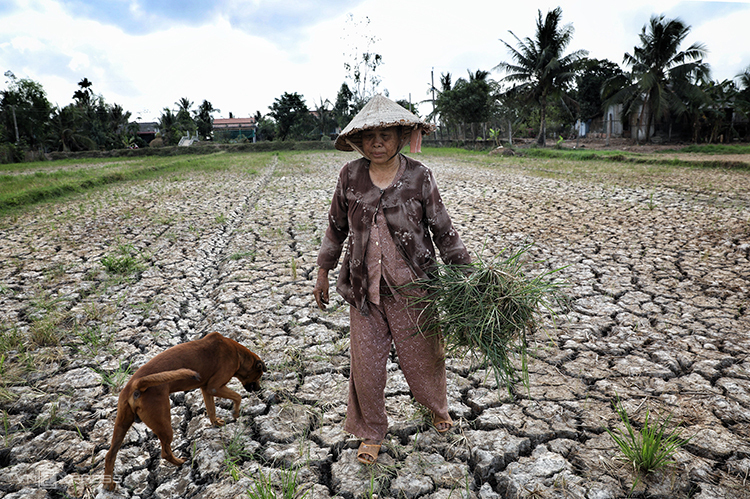 Bà Lê Thị Hí, 72 tuổi, ở huyện Ba Tri, Bến Tre nhổ cỏ cho bò ăn trên cánh đồng khô nứt nẻ. Ảnh: Hữu Khoa.
