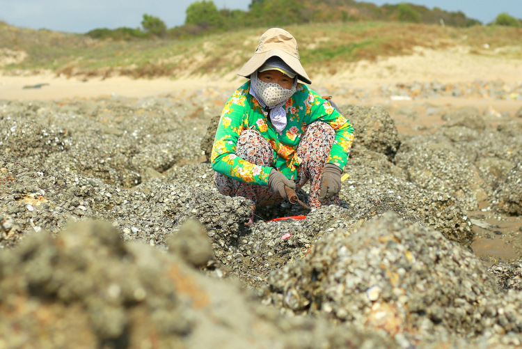 Bà Trần Thị Lê móc hàu bám chi chít trên bãi đá ở Vũng Tàu. Ảnh: Trường Hà.