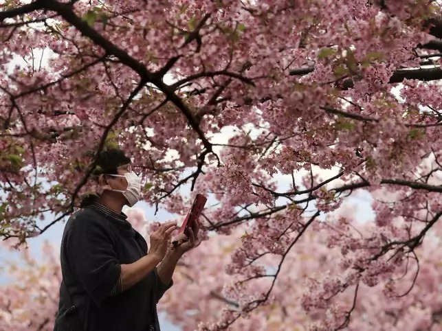 Một số lễ hội hoa anh đào lớn tại Tokyo và Oska cũng bị hủy bỏ, bao gồm Lễ hội hoa anh đào Nakameguro của Tokyo. Ảnh: India Times.