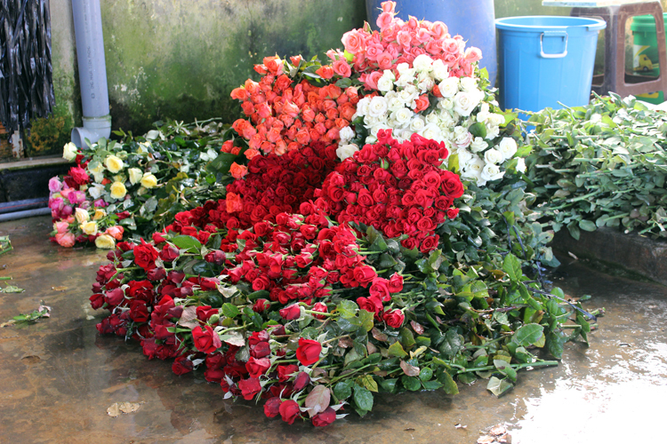 Nhà vườn Đà Lạt thu hoạch hoa hồng cho dịp 8/3 năm nay. Ảnh: Quốc Dũng.