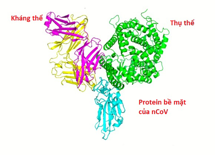 Mô hình kháng thể ngăn chặn protein bề mặt và thụ thể của nCoV, không cho xâm nhập vào tế bào cơ thể. Ảnh: Tsinghua Univerisity