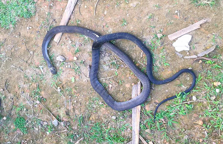 Con rắn hổ mang chú dài 2,5 m, nặng 2,6 kg bị ông Chương đánh chết. Ảnh: Gia Hân