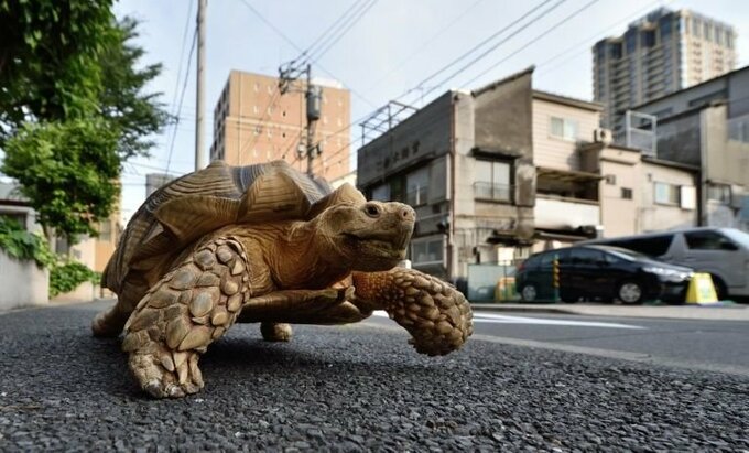 Một con rùa trên đường phố Tokyo, Nhật Bản năm 2015. Ảnh: AFP