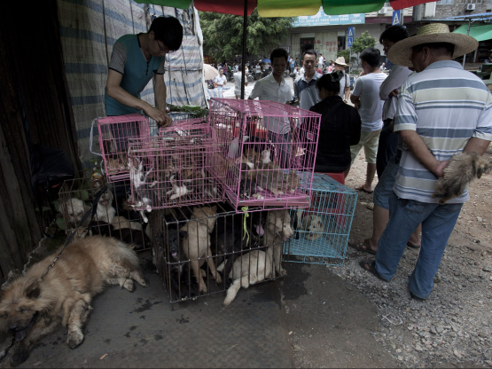 Chợ thịt chó tại Ngọc Lâm, tỉnh Quảng Tây, phía nam Trung Quốc, năm 2015. Ảnh: AFP 