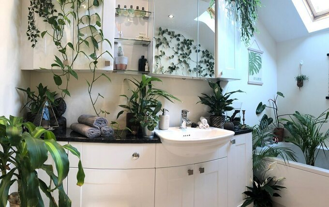 Phòng tắm nhiều nắng nên được Joe bày các loại cây đặc biệt. Ảnh: UK House Plants.