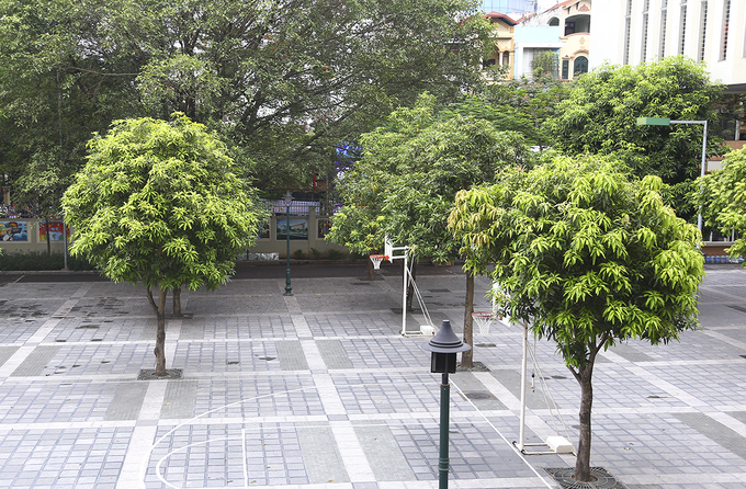 Sân trường THCS Nghĩa Tân Hà Nội trồng nhiều cây nhỏ như xoài. Ảnh: Dương Tâm.