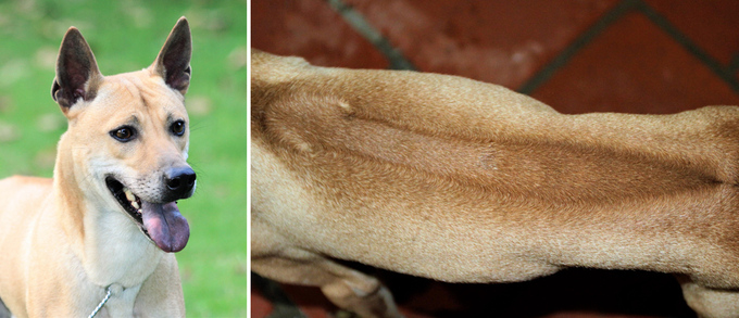 Lốc với đôi mắt sáng, bộ lông vàng nguyên thủy của những chú chó Phú Quốc, trên lưng có dải lông ngược hình mũi tên. Ảnh: Tuấn Kiệt.