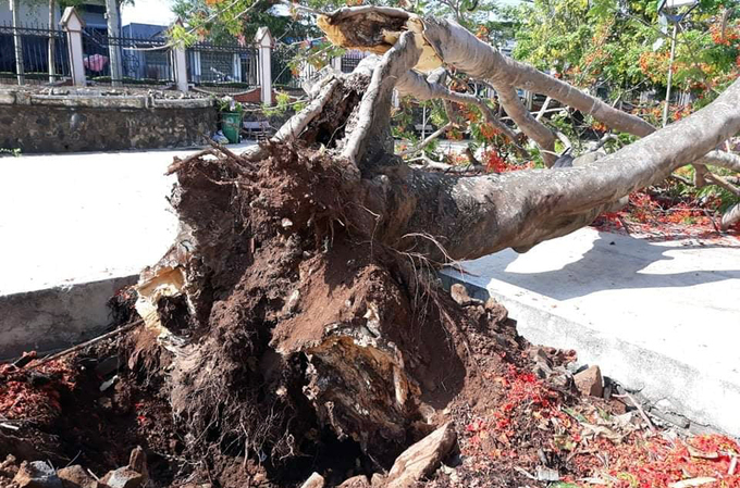 Cây phượng đổ trong trường Cao đẳng Công nghệ Tây Nguyên hôm 28/5. Ảnh: Ngọc Oanh.