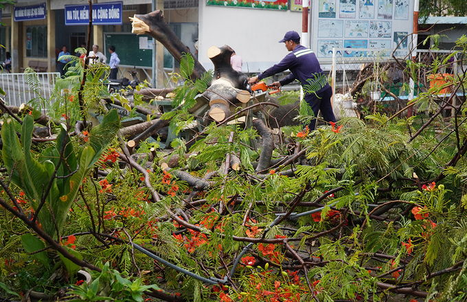 Cơ quan chức năng xử lý cây phượng bật gốc chiều 4/6. Ảnh: Phước Tuấn