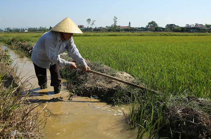 Nông dân xóm Hưng Thịnh đưa những giọt nước cuối cùng ở vũng đọng lò gạch cách đồng 4 km về cứu lúa. Ảnh: Nguyễn Hải.