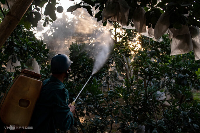 Đánh thuốc trị nhện đỏ trên cây bưởi ở ngoại thành Hà Nội. Ảnh: Thanh Huế.
