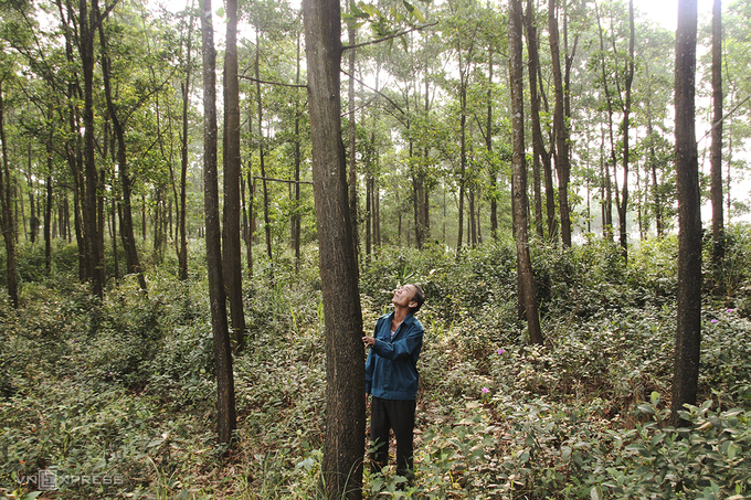 Một hộ dân trong khu rừng trồng theo chứng chỉ FSC ở Quảng Trị. Ảnh: Hoàng Táo.