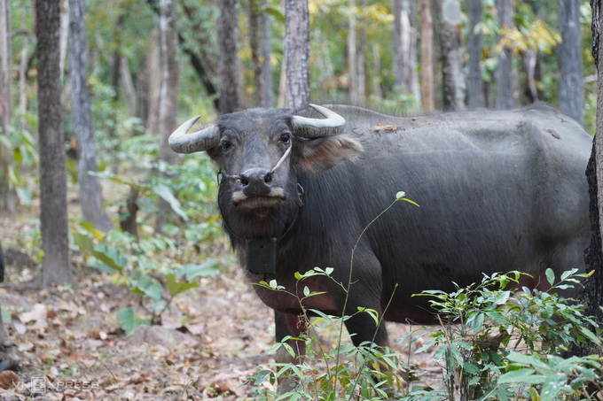 Một con trâu trong đàn của ông Chiến trố mắt nhìn người lạ. Ảnh: Việt Quốc.