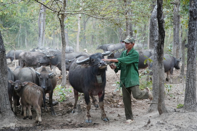 Cuối chiều, đàn trâu được ông Chiến tom về buộc tập trung ở khu rừng gần làng. Ảnh: Việt Quốc.