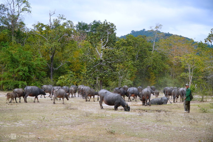 Ông Võ Văn Chiến lùa đàn trâu vào rừng chăn. Ảnh: Việt Quốc.