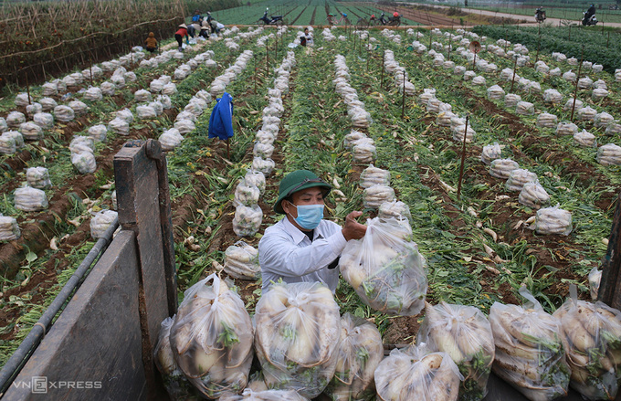 Người dân thôn Đông Cao thu hoạch rau cải bán với giá 1.000 đồng/kg. Ảnh: Tất Định.