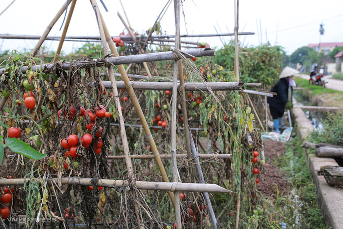 Thôn Đông Cao tồn đọng 100 tấn cà chua chưa thu hoạch. Ảnh: Tất Định.