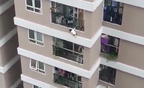 Bé gái trèo qua lan can sau đó bị rơi. Ảnh chụp từ video