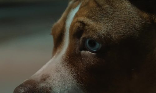 Bvlly - No Light Bag