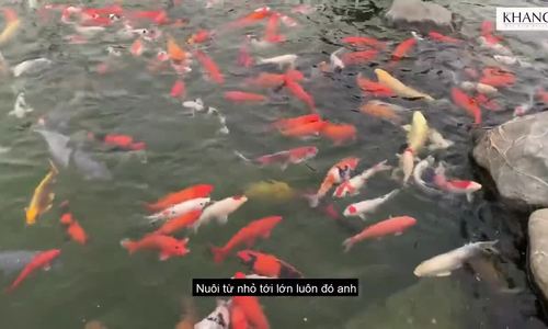 Nguyên Khang thăm hồ cá Koi tiền tỷ